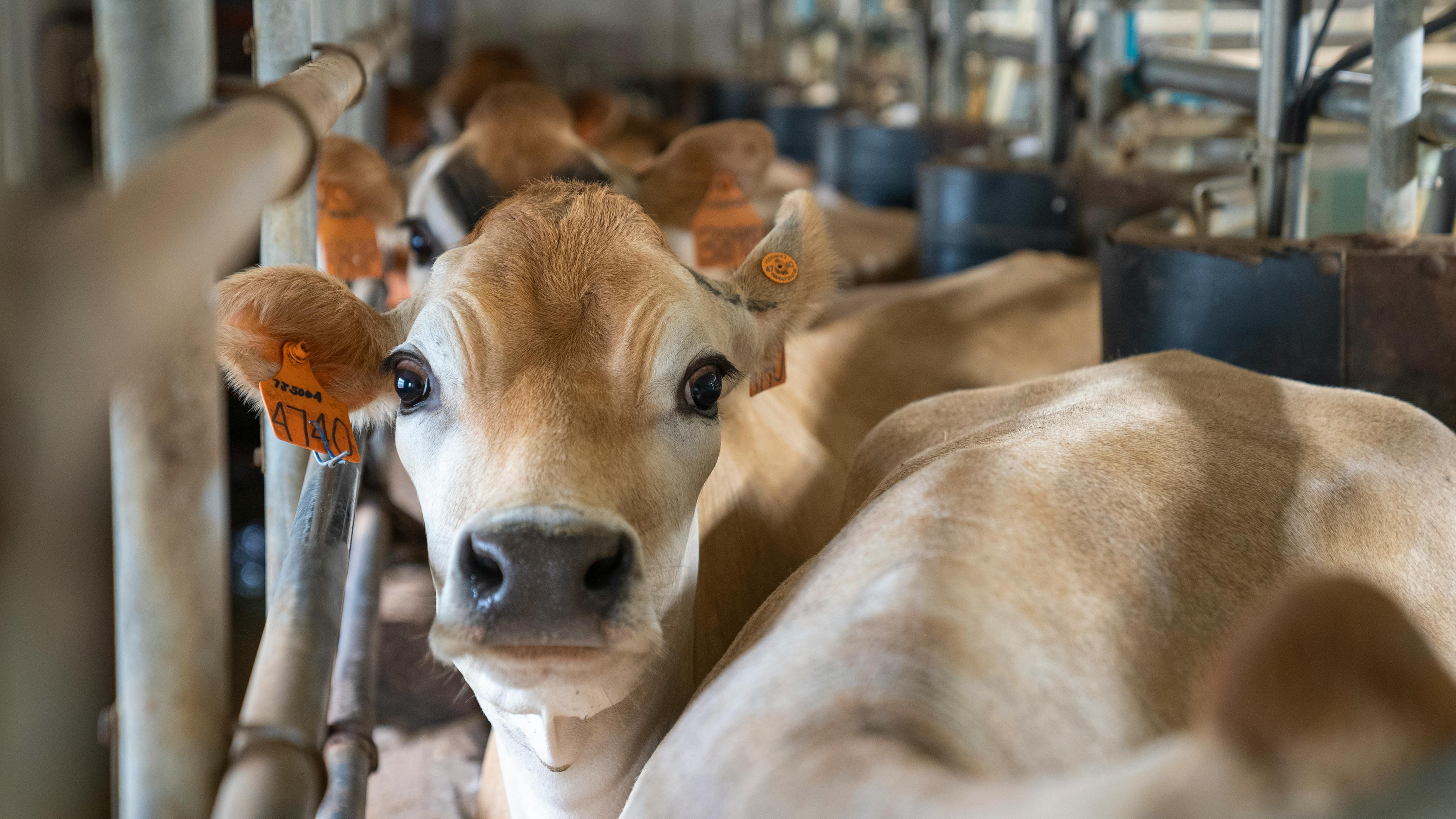 Dairy & Animal Husbandry Products